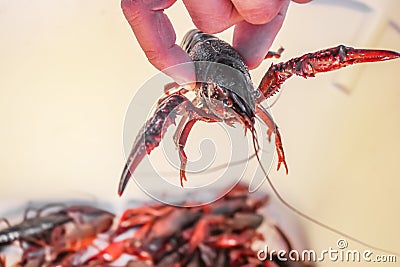 Live crawdad with pinchers stretched out held up by hand above blurred crayfish below - selective focus Stock Photo