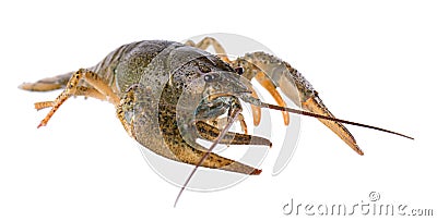 Live crayfish isolated on white background. Clipping path. Stock Photo