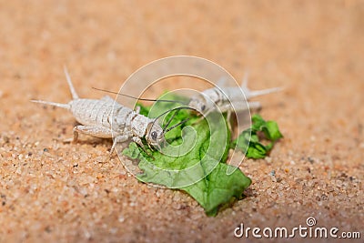 Live crickets in white calcium eating a leaf of salad on sand. Cricket in terrarium. feeder insect. Acheta domesticus species. Stock Photo