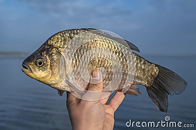 Live crucian carp fish in fisherman hand on lake background Stock Photo