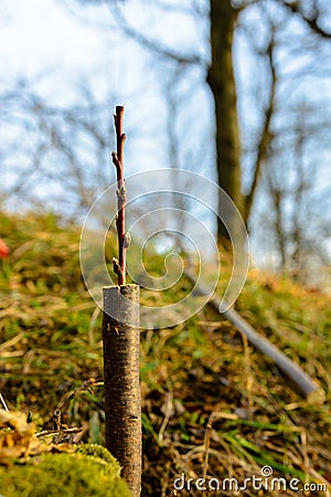 Live cuttings at grafting apple tree in cleft with growing buds, young leaves and flowers. Closeup Stock Photo