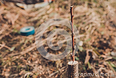 Live cuttings at grafting apple tree in cleft with growing buds, young leaves and flowers. Closeup Stock Photo