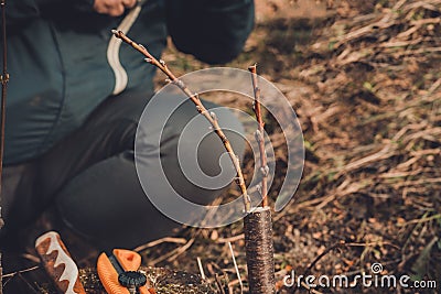 Live cuttings at grafting apple tree in cleft with growing buds, young leaves and flowers. Closeup Stock Photo