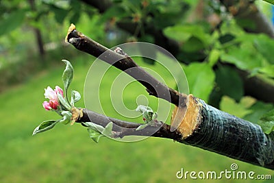 Live cuttings at grafting apple tree with growing leaves and flo Stock Photo