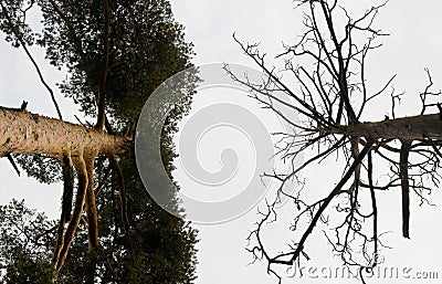 Live and Dead Trees Stock Photo