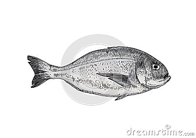 Live dorado fish Stock Photo