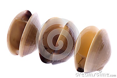 Live Edible Clams Isolated Stock Photo