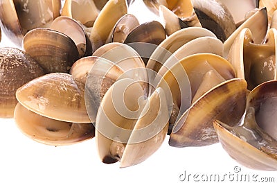 Live Edible Clams Isolated Stock Photo