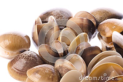 Live Edible Clams Isolated Stock Photo
