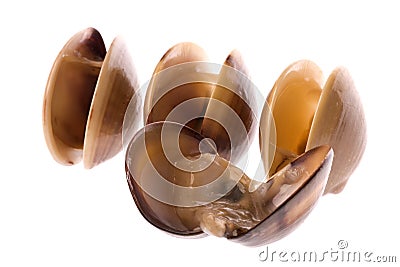 Live Edible Clams Isolated Stock Photo