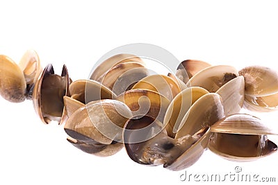 Live Edible Clams Isolated Stock Photo