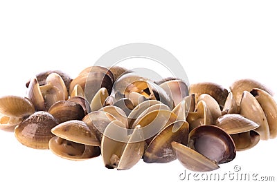 Live Edible Clams Isolated Stock Photo