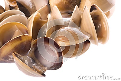 Live Edible Clams Isolated Stock Photo