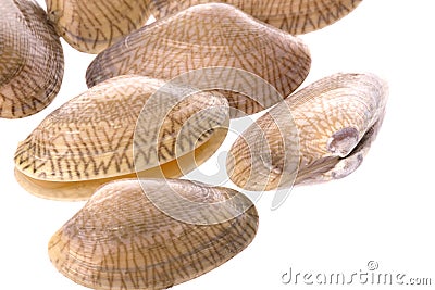 Live Edible Clams Macro Stock Photo