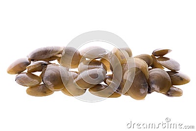 Live Edible Clams Macro Stock Photo