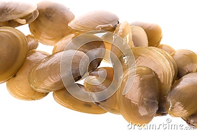 Live Edible Clams Macro Stock Photo