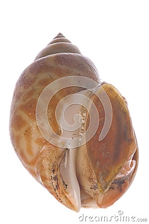 Live Edible Shellfish Isolated Stock Photo