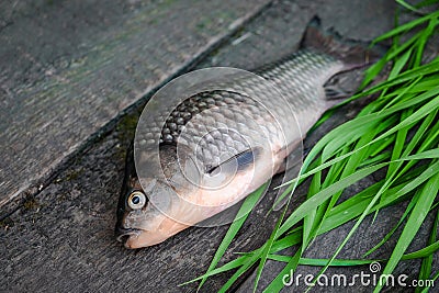 Live fish have just been caught from the river. She lies against the background of old gray boards Stock Photo