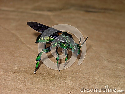 Live Green Orchid bee Euglossini species Stock Photo