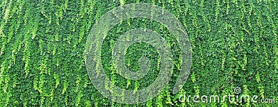 Live green wall in the garden - overgrown with ivy Stock Photo