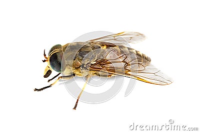 Live horsefly Stock Photo