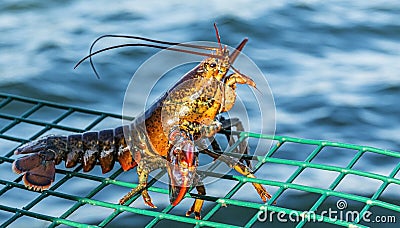 Live lobster standing on top of green lobster trap Stock Photo