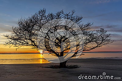 Live Oak Tree Growing on a Georgia Beach at Sunset Stock Photo