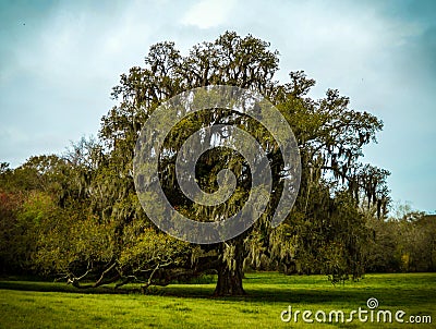 Live oak tree Stock Photo