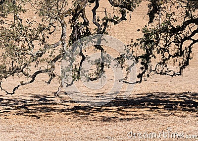 Live Oak tree limbs Stock Photo