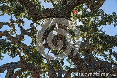 Live Oak Tree Stock Photo