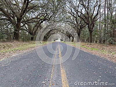 A live oak tree tunnel in South Carolina Stock Photo