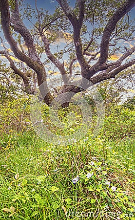 Live Oak Tree with Wild Flowers in Foreground Stock Photo