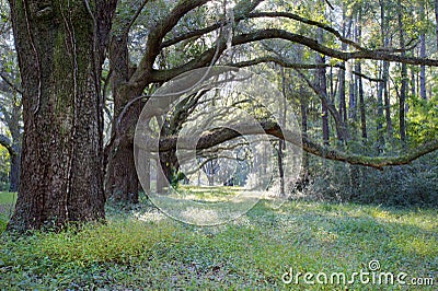 Live Oak Trees, Charleston SC Stock Photo