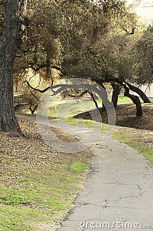 Live Oak Trees Over Walking Path Stock Photo