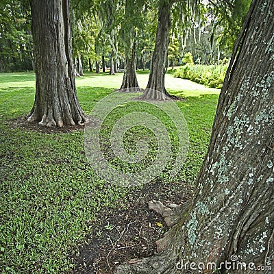 Live oak trees in South Carolina Stock Photo