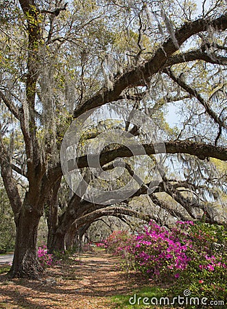 Live Oaks and Azaleas at Magnolia Plantation Stock Photo