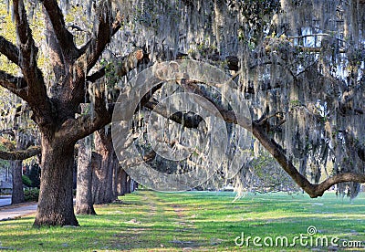 Live Oak Trees and Spanish Moss Savannah Georgia Stock Photo