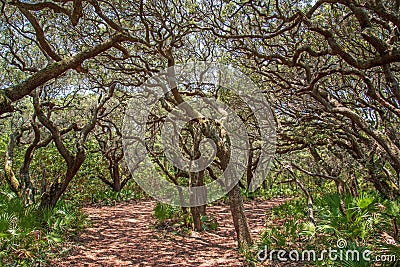 Live oaks on Cumberland Island National Seashore Stock Photo