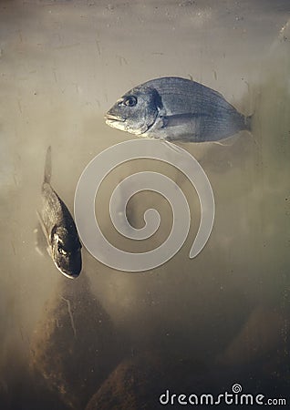 Orada fish in aquarium Stock Photo