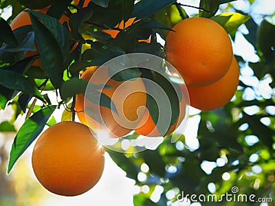 Valencia Orange Morning Sunshine Stock Photo