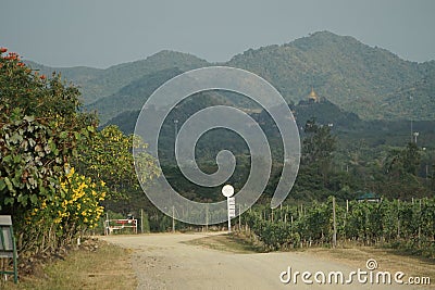 Live-painting fields of vineyards in the mountains of Thailand Editorial Stock Photo
