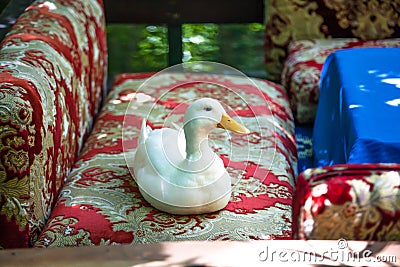 A live real duck rests on a sofa in a restaurant Stock Photo