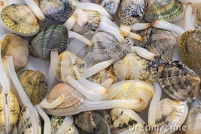 Live Sea clams in the exhibitor of a restaurant to be selected for the customer for eat Stock Photo