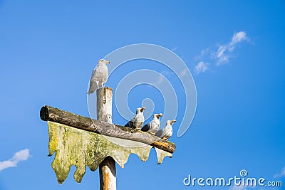 Sea Gull perched on top of pole beside sculpture of three carved fake seagulls Stock Photo