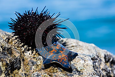 Live sea urchin and star sky Stock Photo