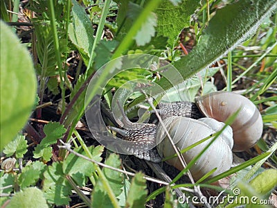 live snail in the middle of grass Stock Photo