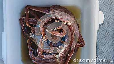 Live snow crabs sit in a plastic bucket with water. Stock Photo