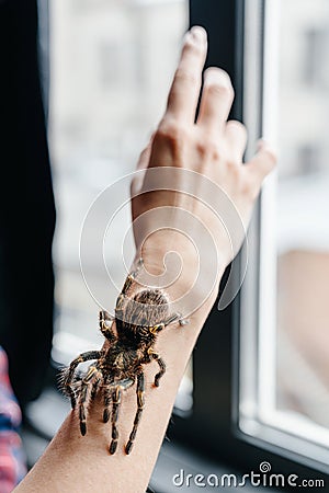 Live spider tarantula crawling on the girl hand. Arachnophobia and fear of spiders. Stock Photo