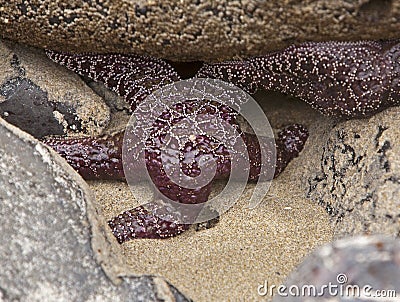 Live star Fish Stock Photo