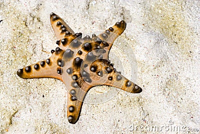 Live Starfish Stranded on Sand Stock Photo